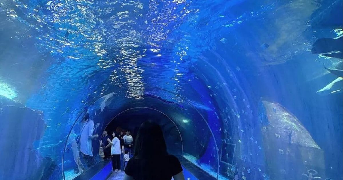 透明のボートに乗ってサメを見学…？釜山にある水族館が凄すぎた