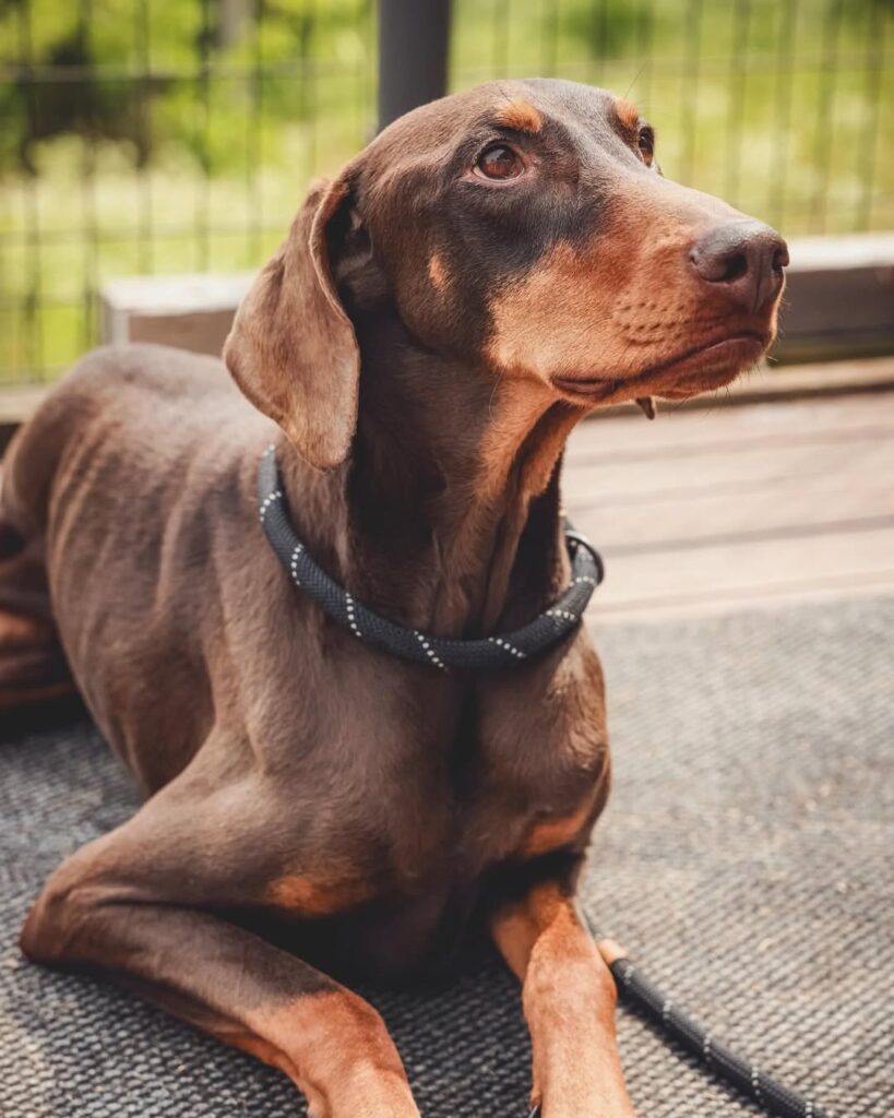 【インスタも好評】BTSジョングクが愛犬のためのYouTubeチャンネルを開設！ BTS