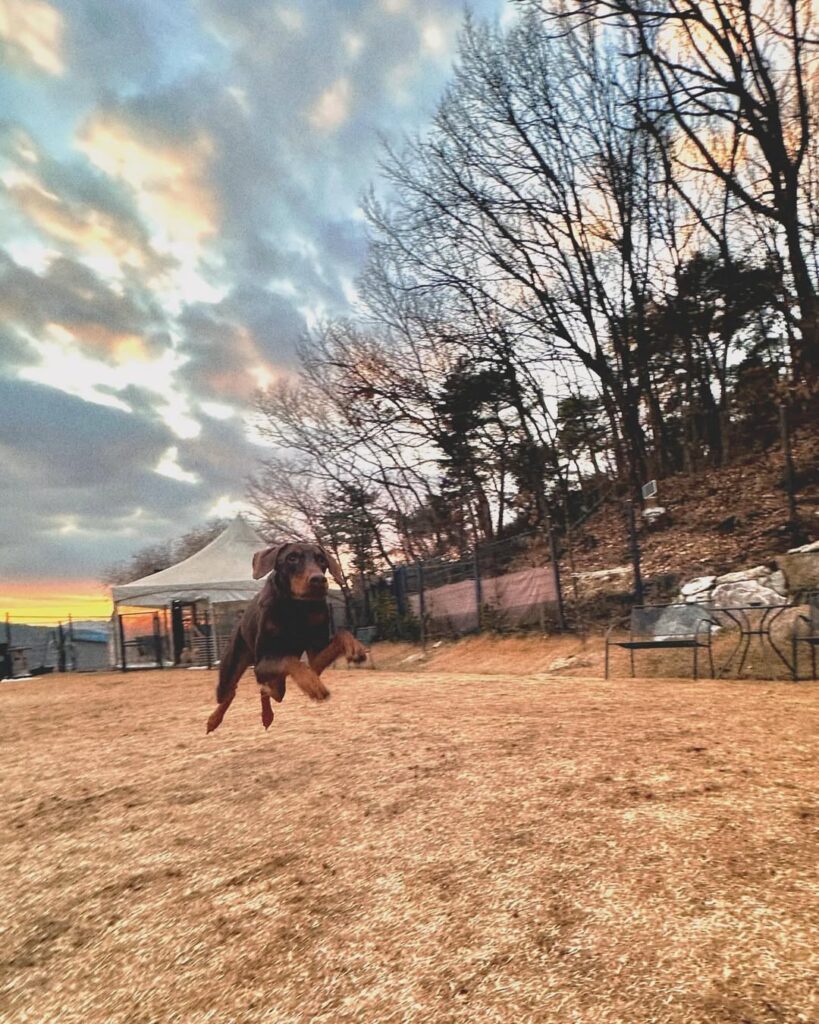 【インスタも好評】BTSジョングクが愛犬のためのYouTubeチャンネルを開設！ BTS